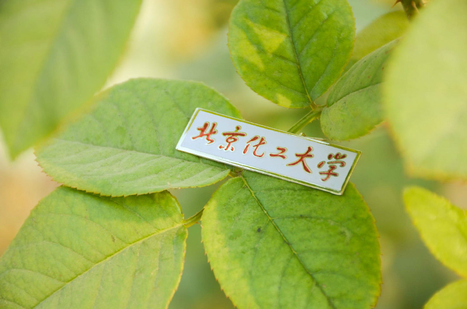 北京化工大学毕业证查询